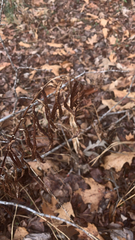 Woodwardia areolata