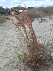 Andropogon longiberbis