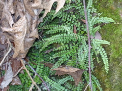 Asplenium trichomanes