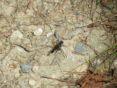 Eremnophila aureonotata