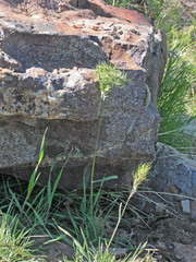 Poa bulbosa vivipara