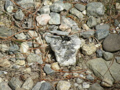 Eremnophila aureonotata