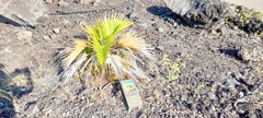 Pritchardia hillebrandii