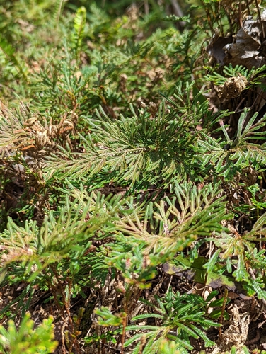 Image of Selaginella stauntoniana by (c) My-Lan Le, some rights reserved (CC BY)