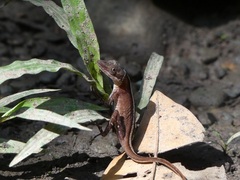 Anolis lemurinus