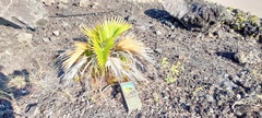 Pritchardia hillebrandii