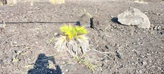 Pritchardia hillebrandii