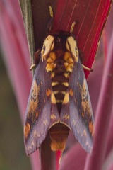 Citheronia phoronea