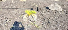 Pritchardia hillebrandii