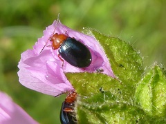 Podagrica fuscicornis