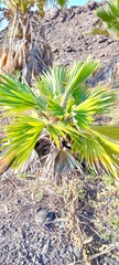 Pritchardia hillebrandii