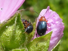 Podagrica fuscicornis