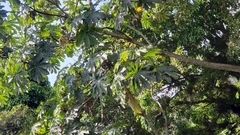 Cecropia obtusifolia