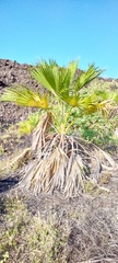 Pritchardia hillebrandii