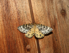 Arichanna melanaria