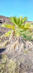 Pritchardia hillebrandii