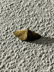 Cerynea punctilinealis