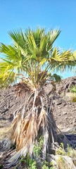 Pritchardia hillebrandii