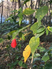 Malvaviscus penduliflorus