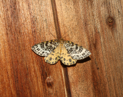 Arichanna melanaria
