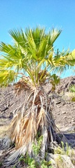 Pritchardia hillebrandii