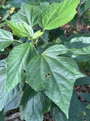 Malvaviscus penduliflorus