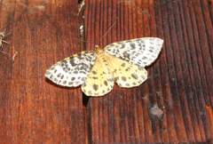 Arichanna melanaria