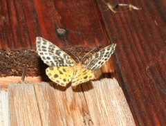 Arichanna melanaria