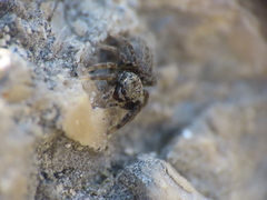 Euophrys