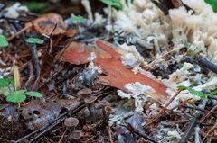 Craterellus undulatus