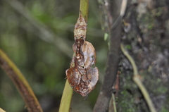 Uroplatus phantasticus