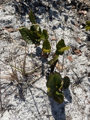 Smilax pumila