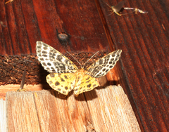 Arichanna melanaria