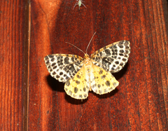 Arichanna melanaria