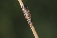 Dorycera graminum