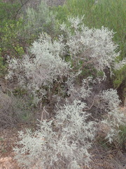 Aspalathus pedunculata