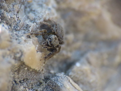 Euophrys