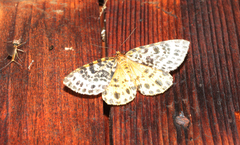 Arichanna melanaria
