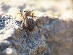 Euophrys