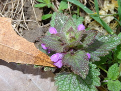 Lamium purpureum