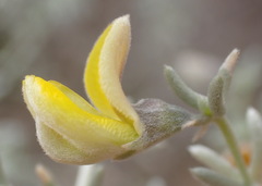 Aspalathus pedunculata