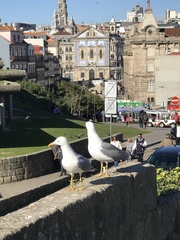 Larus michahellis