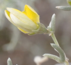 Aspalathus pedunculata