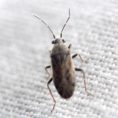 Peritrechus gracilicornis