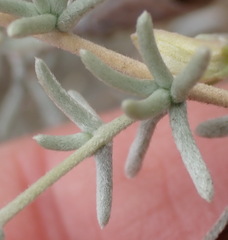 Aspalathus pedunculata