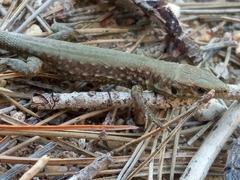 Phoenicolacerta laevis