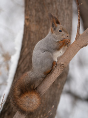 Sciurus vulgaris
