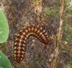 Nyssodesmus python