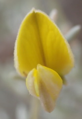 Aspalathus pedunculata