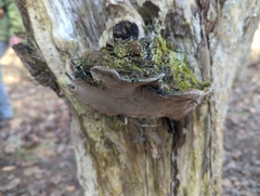 Phellinopsis conchata